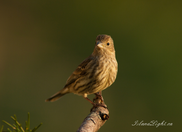   Finch photo