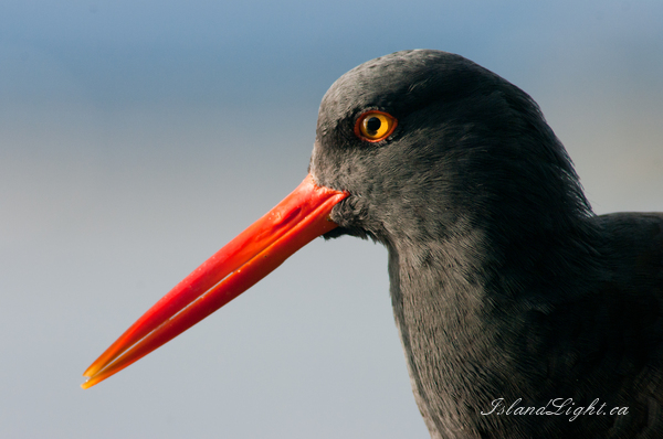   Oystercatcher photo