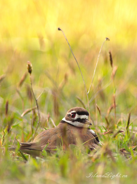 Sitting Killdeer  - Cortes Island Plover photo