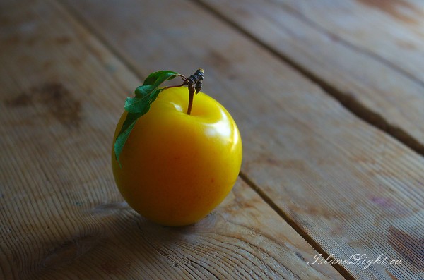 Yellow Plum -  Plum photo