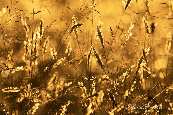Golden Grasses -  Wild Grass photo