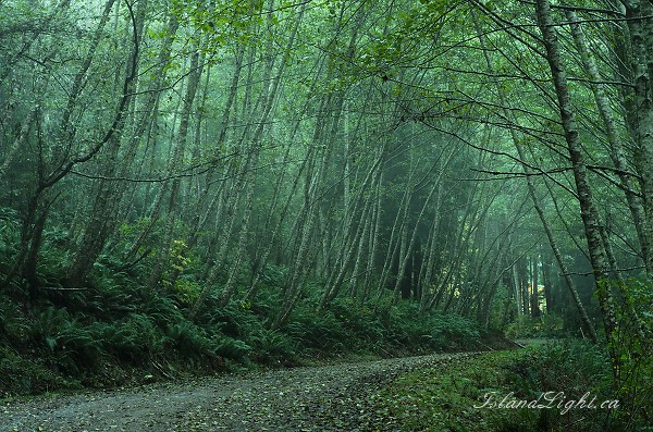 Evening Mist in the Lane of Alders - Cortes Island Country Road photo