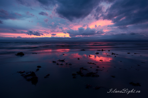 Landscape of Washed-up Seaweed - Cortes Island  photo
