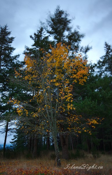 Maple in the Wind - Cortes Island  photo