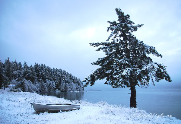 West Coast Chirstmas - Cortes Island Winter Landscape photo