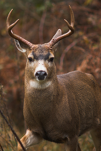 Mammal picture from  Cortes Island, BC Canada.