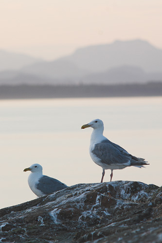 Bird picture from  Mitlenatch Island, BC Canada.