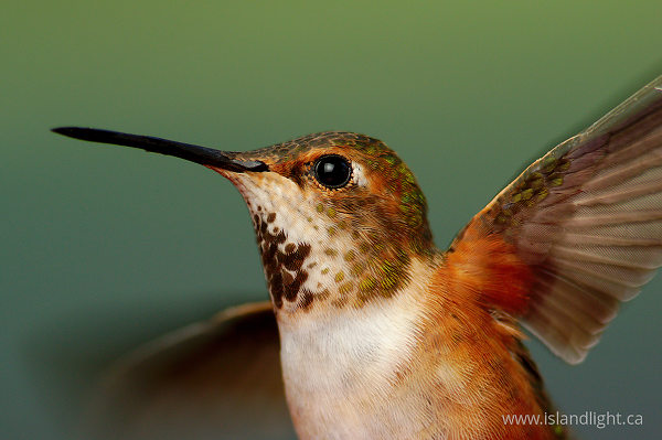 Hummingbird Action Portrait ~ Hummingbird Photo from Cortes Island Canada.