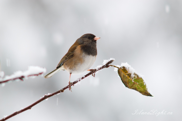 Bird  photo from  Cortes Island, BC Canada.