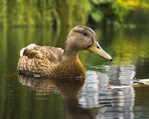 Bird picture from  Vancouver, BC Canada.