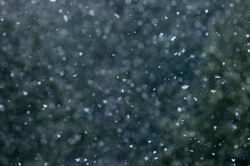 Falling Snow Freez Frame - Cortes Island Abstract photo