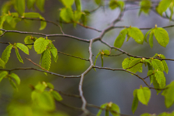 Spring Alder Branch -  Alder Tree photo