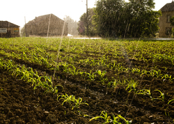 Water = Life -  Corn field  photo