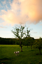 Cow Beneath the Oak Tree -  Cow photo