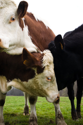 Three Sisters II -  Cow photo