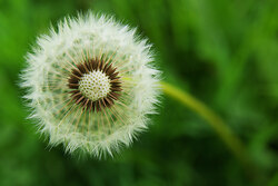 Dandelion -  Dandelion photo