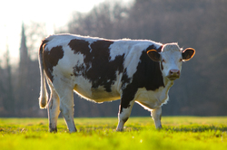 Cow -  Farm Animal photo