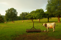 Evening Pasture -  Farm photo
