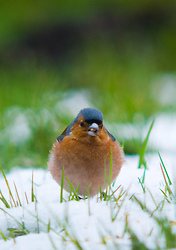 Chaffinch ~ Finch picture from Aillevillers France.