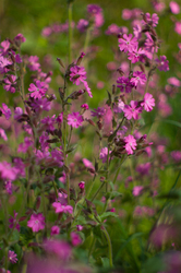   Flower photo