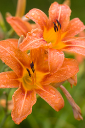 Orange Garden Lilys ~ Flower picture from AIllevillers France.
