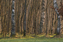 Alders at Sunrise -  Forest photo