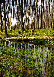 High Water -  Forest photo