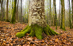 Forest Floor II -  Forest photo