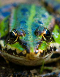   Frog photo