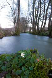 Little white flower -  River photo
