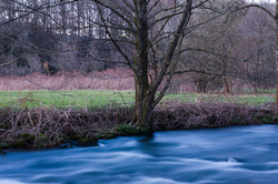 An alder by the Auberonne -  River photo