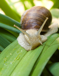   Snail photo