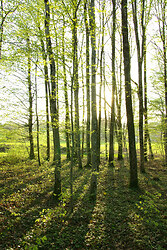 Barcode No.2 -  Tree photo
