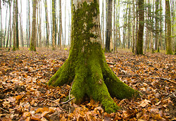 Forest Floor III ~ Tree picture from Aillevillers France.