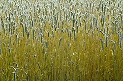 Triticale Field ~ Triticale picture from Aillevillers France.