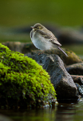 Baby White Wagtail - Wagtail photo from  Aillevillers Haute-Saone, France