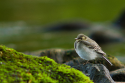 Juvenile Motacilla alba ~ Wagtail picture from Aillevillers France.