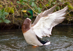 Malard -  Duck photo