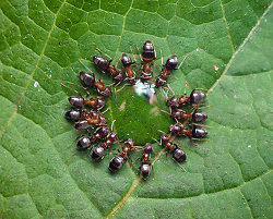 Circle d'Ants - Aillevillers Ant photo