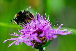 Bumble Bee Lunch ~ Bee Photo from Aillevillers France.