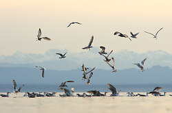 Seagull Feeding Frenzy - Cortes Island  photo
