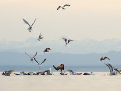 Gulls at Smelt Bay II - Cortes Island  photo