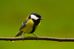Great Tit - Aillevillers  photo