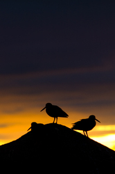Black Oystercatcher - Cortes Island Bird Silhouette  photo