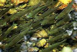 Pink Salmon -  Salmon photo