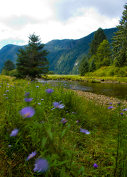 Ahta River Wildflowers ~ Wilderness picture from Bond Sound Canada.
