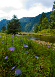 Ahta River Wildflowers -  Wilderness photo
