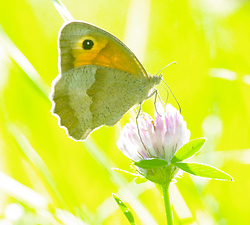 Butterfly on a Clover No. 2 -  Butterfly photo