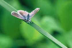 Blue Azure - Mitlenatch Island Butterfly photo