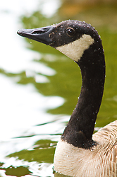 Canada Goose Portrait ~ Canada Goose picture from Vancouver Canada.